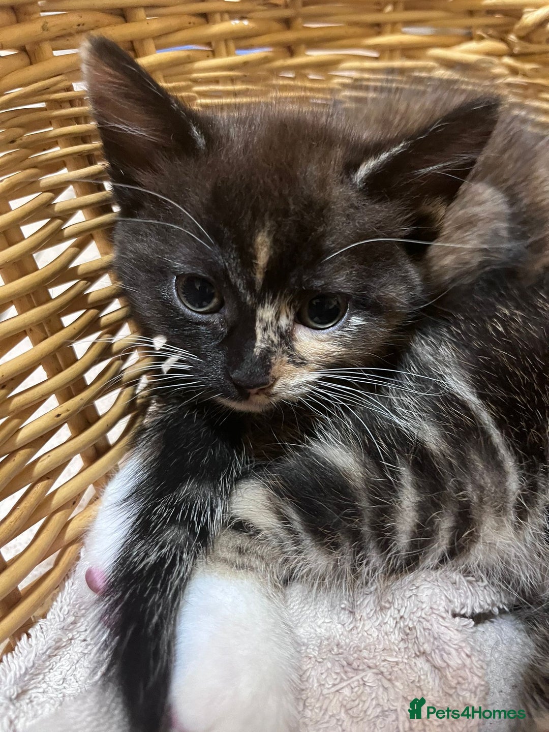 British Shorthair cats for sale: Gorgeous friendly kittens - Image 3