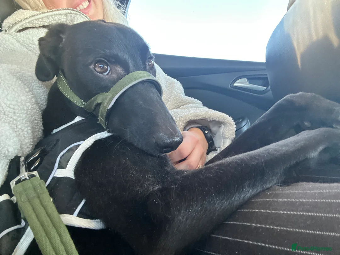 Mixed Breed dogs for sale: Milo - Lurcher x Greyhound male 11month  - Advert 13