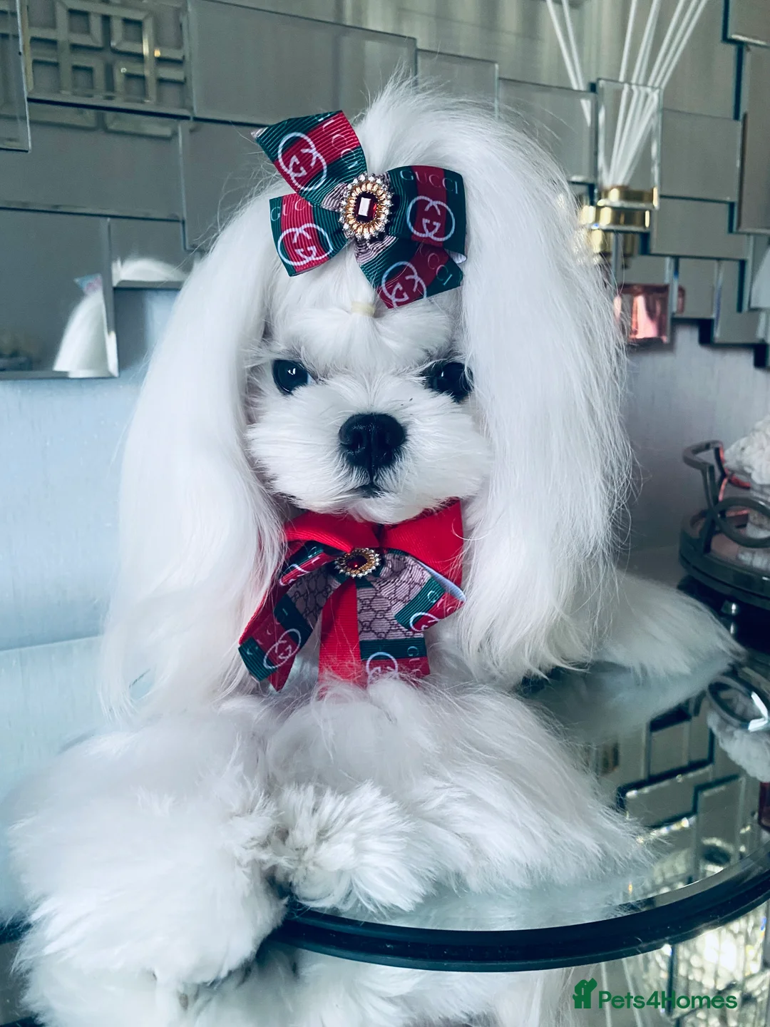 Maltese dogs for stud: 🤎DNA health tested Tiny Korean Maltese boy 🤎 - Advert 19