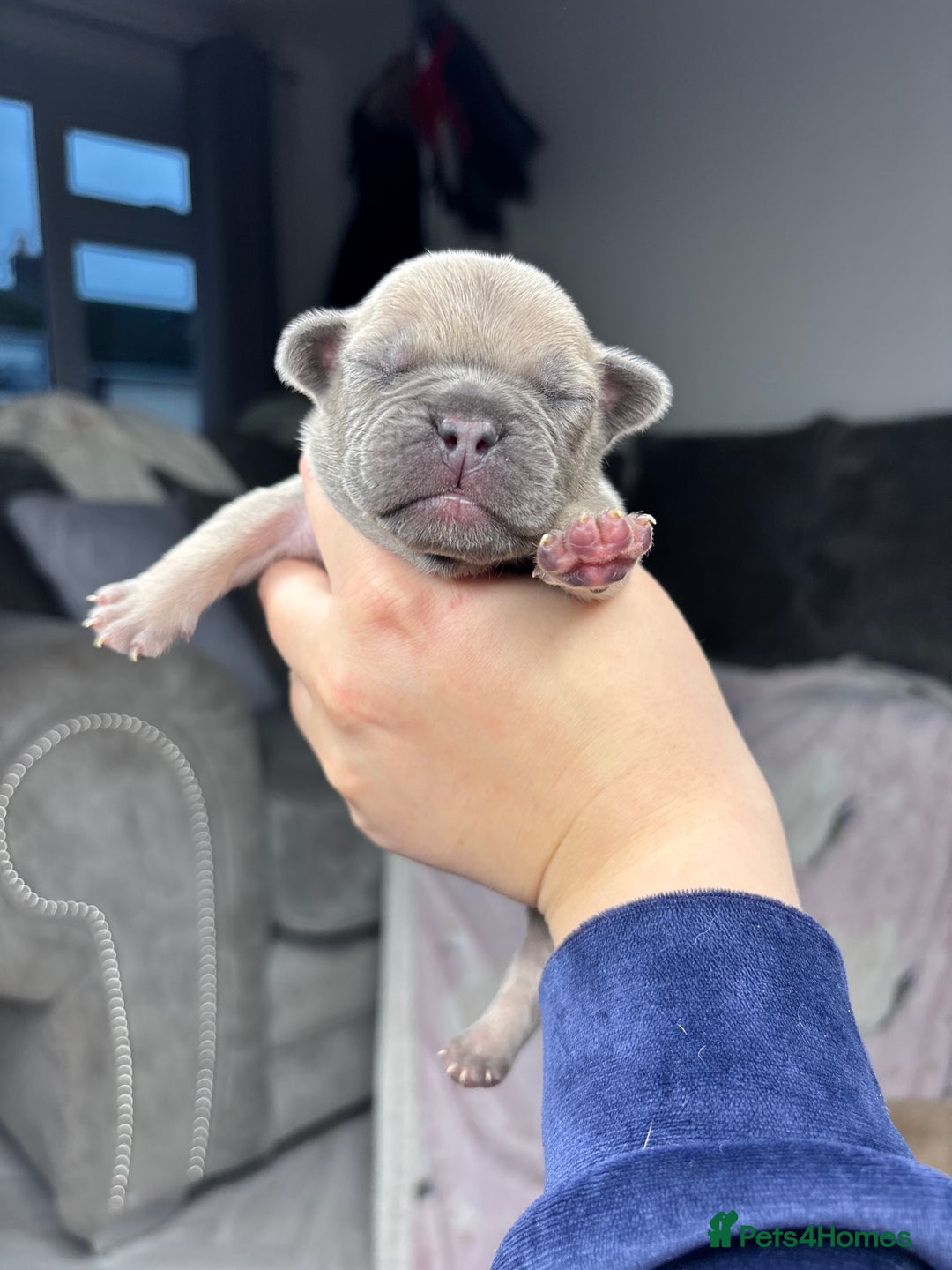 Mixed Breed dogs for sale: Dual pregnancy  - Advert 7