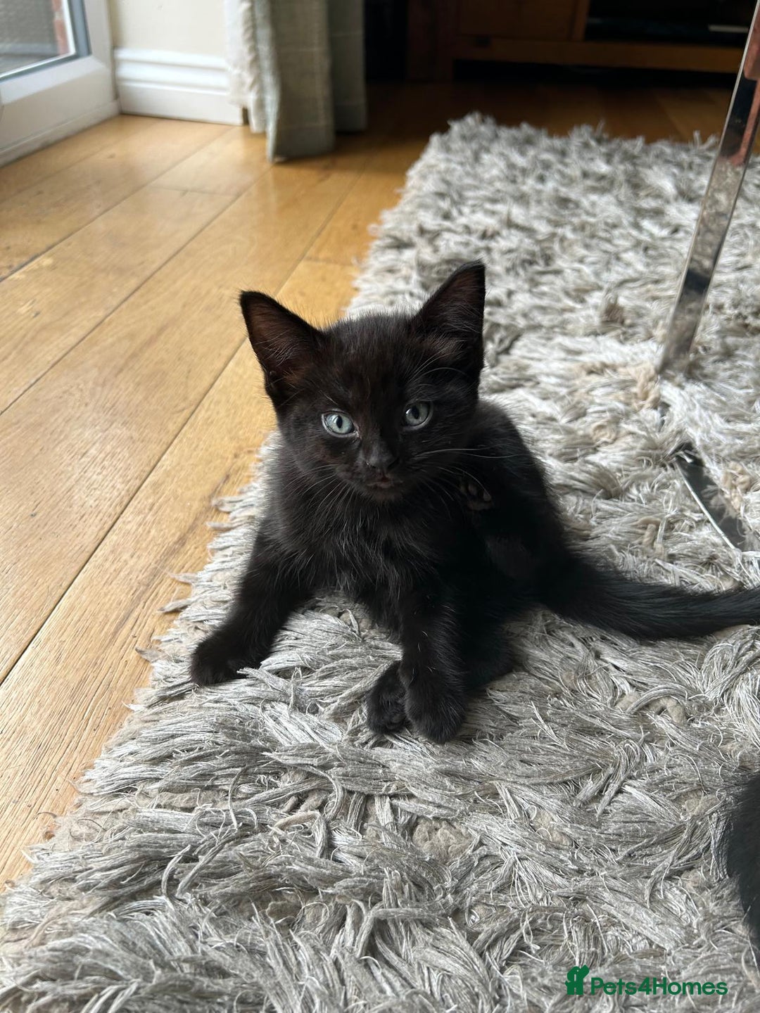 Mixed Breed cats for sale: Three playful kittens in search of forever home. - Image 17