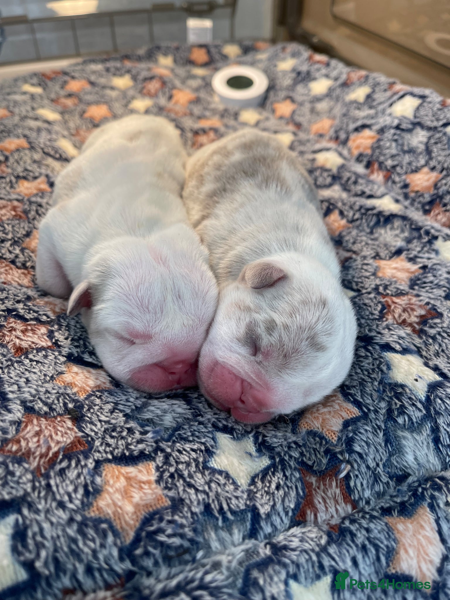 English Bulldog dogs ***KC REGISTERED FLUFFY ENGLISH BULLDOGS*** - Advert 1