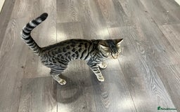 Bengal cats for sale: Beautiful Bengal boy for sale (read full ad) - Image 3