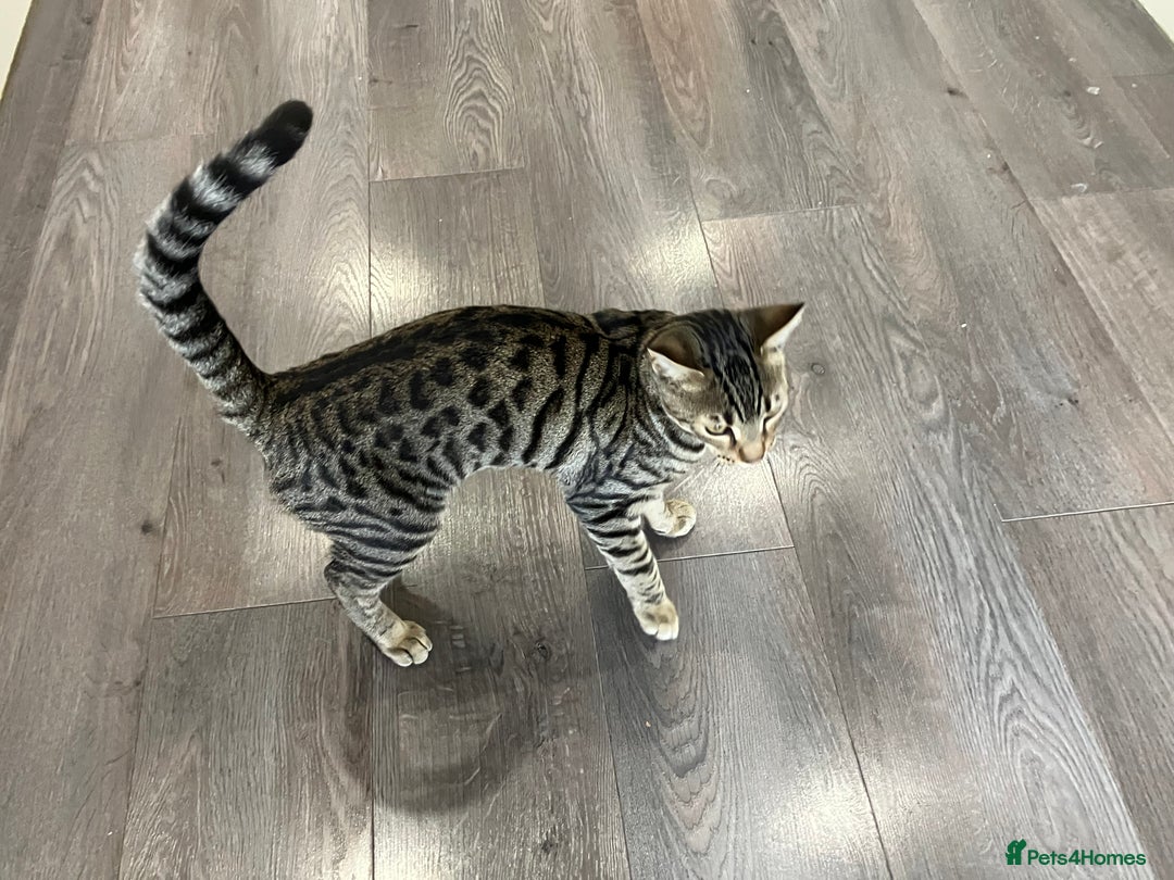 Bengal cats for sale: Beautiful Bengal boy for sale (read full ad) - Image 3
