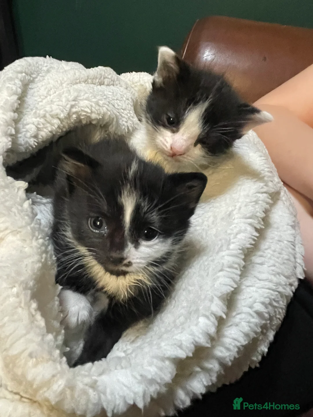 Mixed Breed cats for sale: Lovely boy & girl - Advert 11