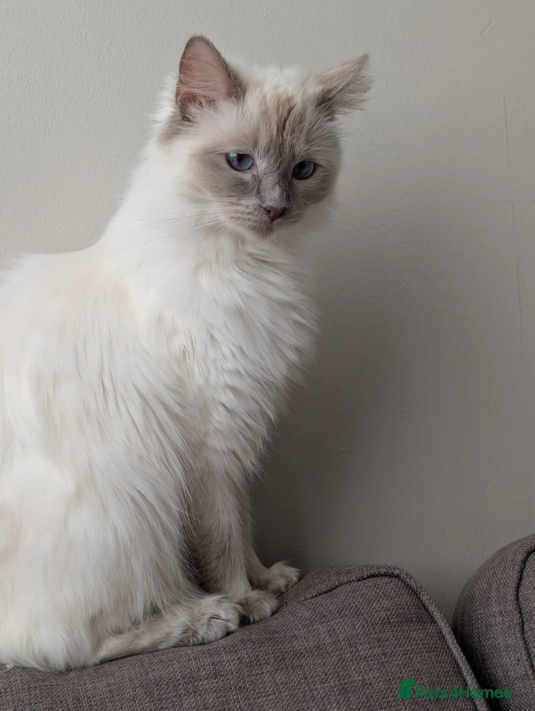 Mixed Breed cats for sale: Beautiful kittens  - Advert 2