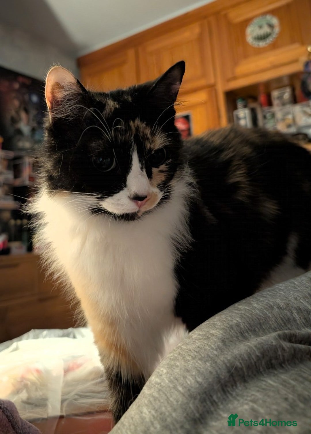 Ragdoll cats for sale: Stunning Ragdoll Calico Cross. Beautiful Markings. - Advert 6