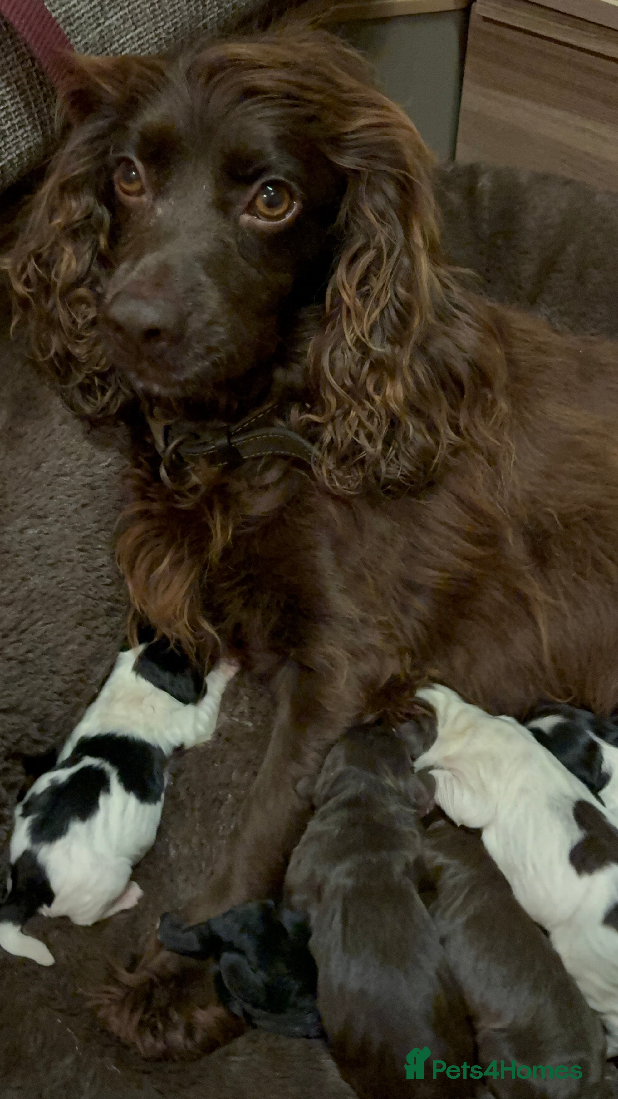 Cocker Spaniel dogs Cocker spaniel puppy’s  in Sandy - Advert 2