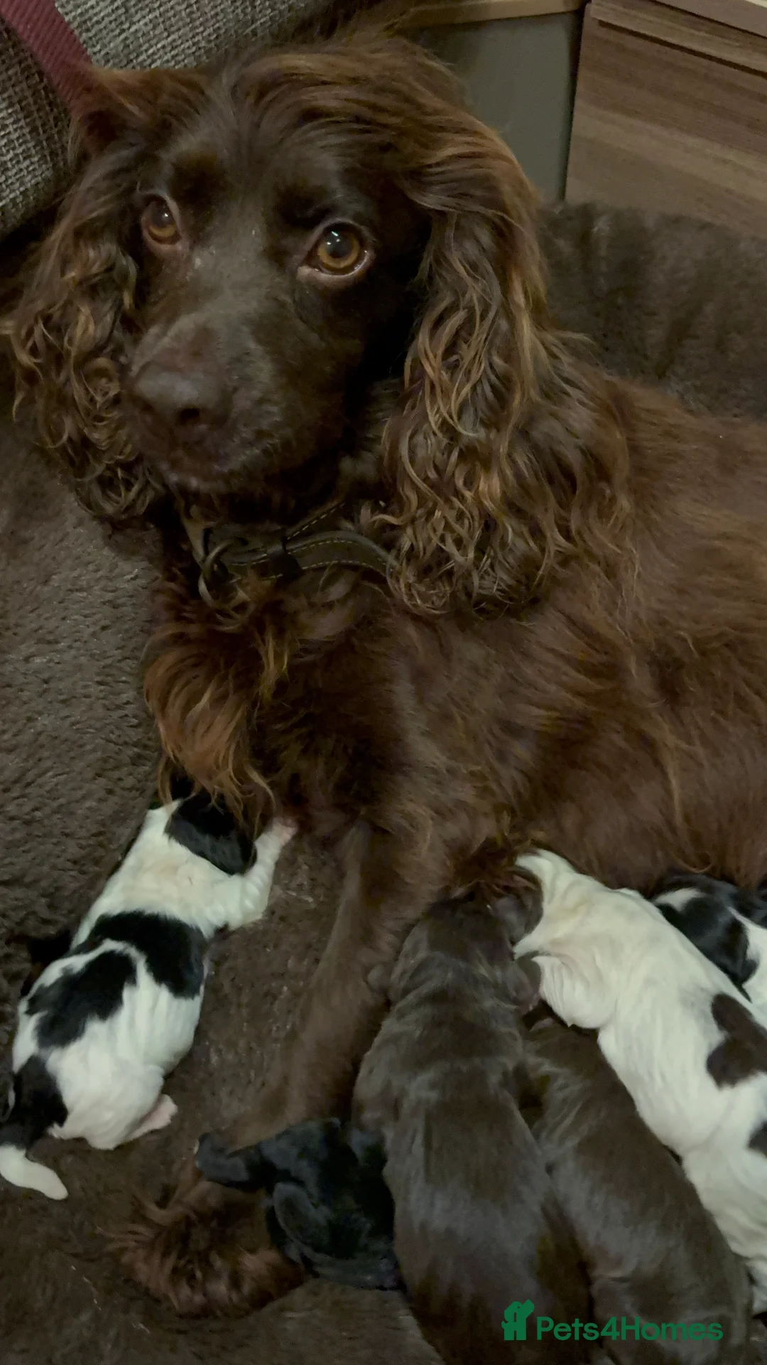Cocker Spaniel dogs for sale: Cocker spaniel puppy’s  in Sandy - Advert 1