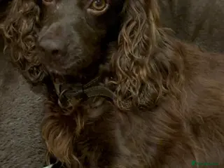 Cocker Spaniel dogs Cocker spaniel puppy’s in Sandy - Advert 2