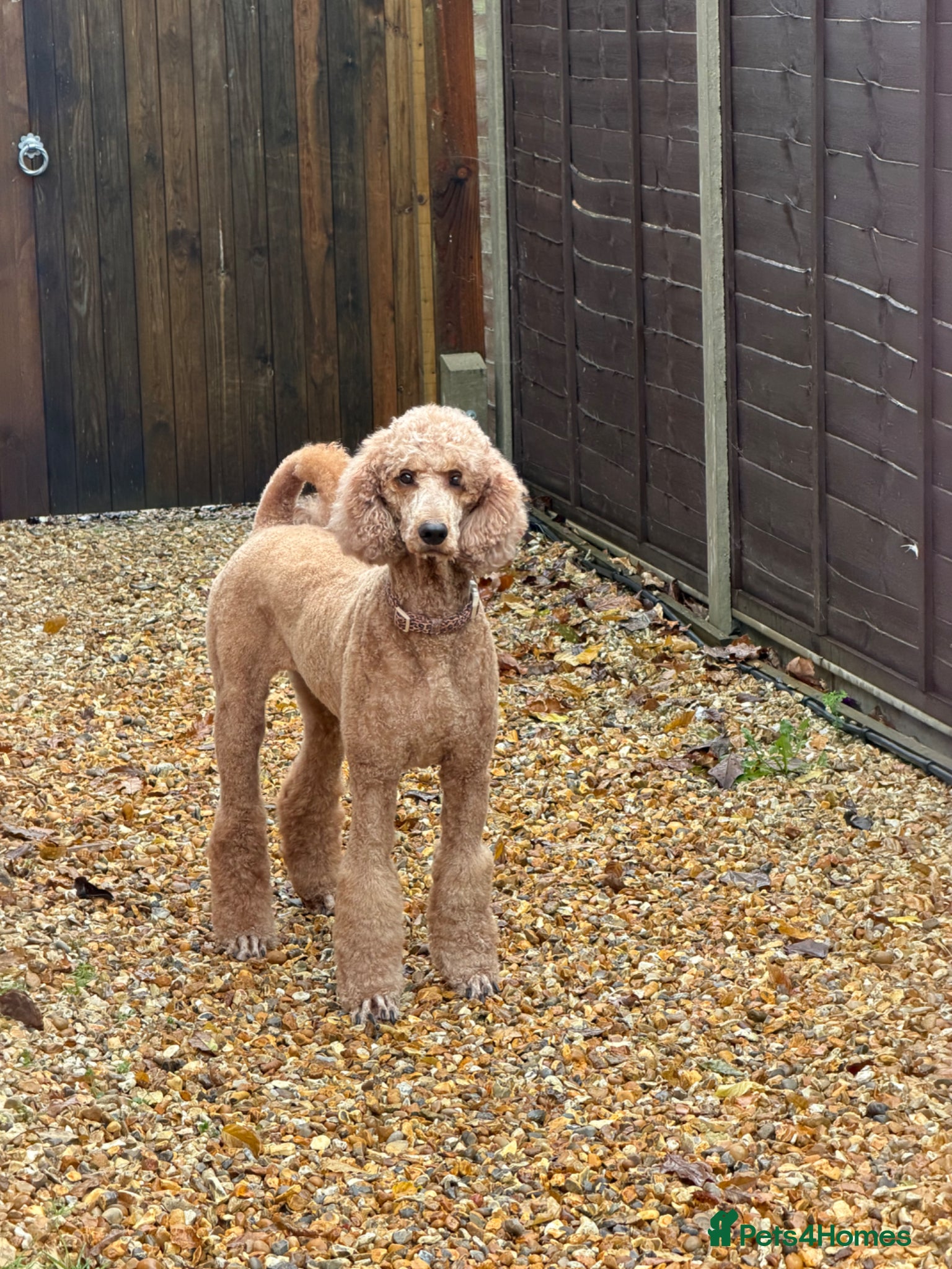 Standard Poodle dogs Beautiful Standard Poodle Puppies – Southampton  - Advert 1