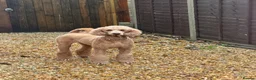 Standard Poodle dogs for sale: Beautiful Standard Poodle Puppies – Southampton  in Southampton - Advert 1