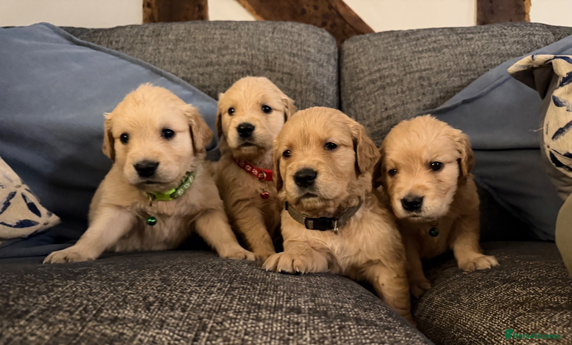 Golden Retriever dogs 🌟4 strong boys left out of a stunning litter!! - Advert 6