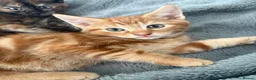 Mixed Breed cats for sale: Adorable Kittens Looking for Loving Homes!  - Advert 19