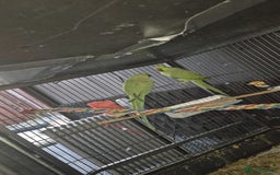 Ringnecks birds for sale: Ring neck parrot - Image 2