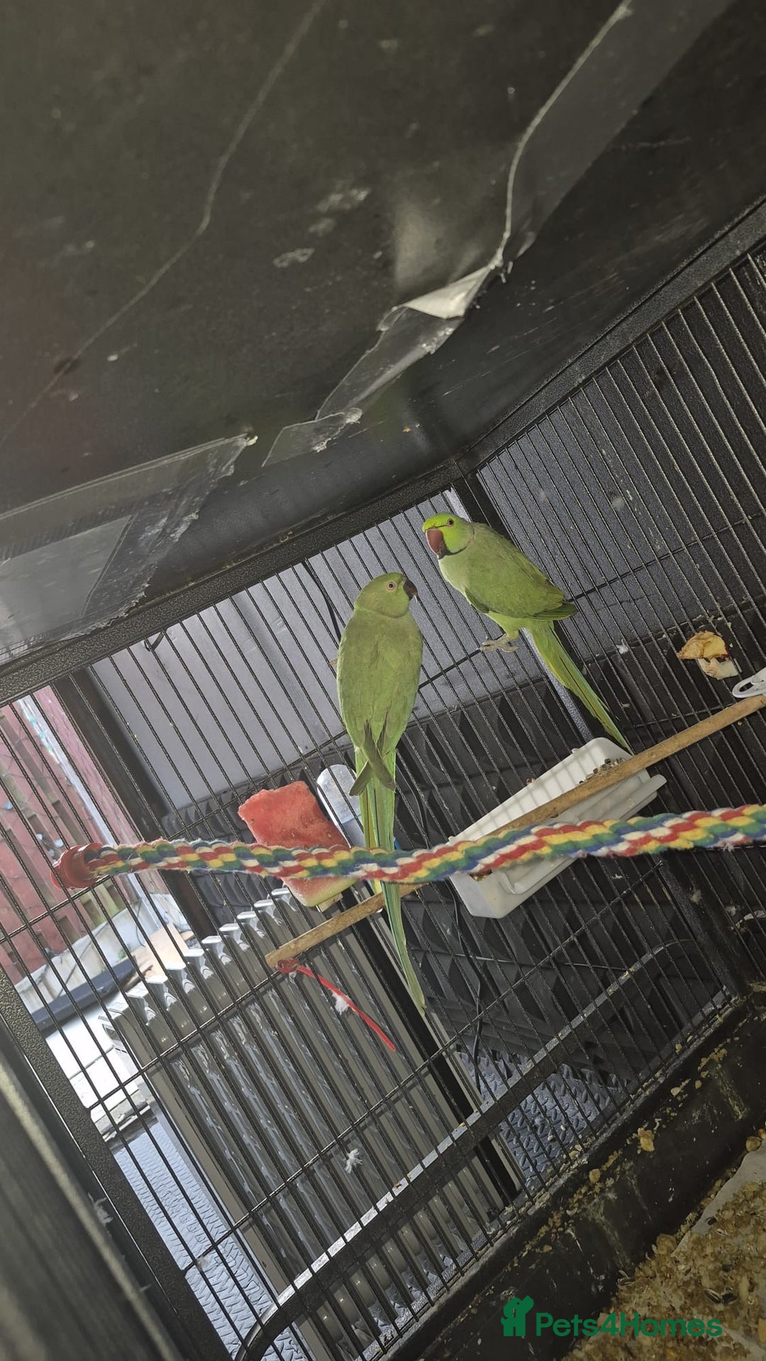 Ringnecks birds for sale: Ring neck parrot - Image 2