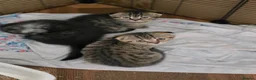 Scottish Fold cats for sale:  🥰READY!!!🤩Scottish folded in a beautiful colour - Advert 10