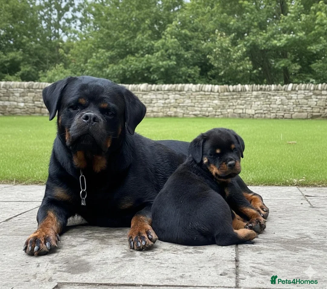 Rottweiler dogs for sale: Top quality kc pups for sale timitor X edelstein - Advert 3