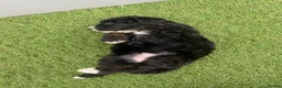 Bernedoodle dogs for sale: Beautiful Tri colour bernedoodle puppies  - Advert 27