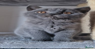 British Shorthair cats - Advert 16