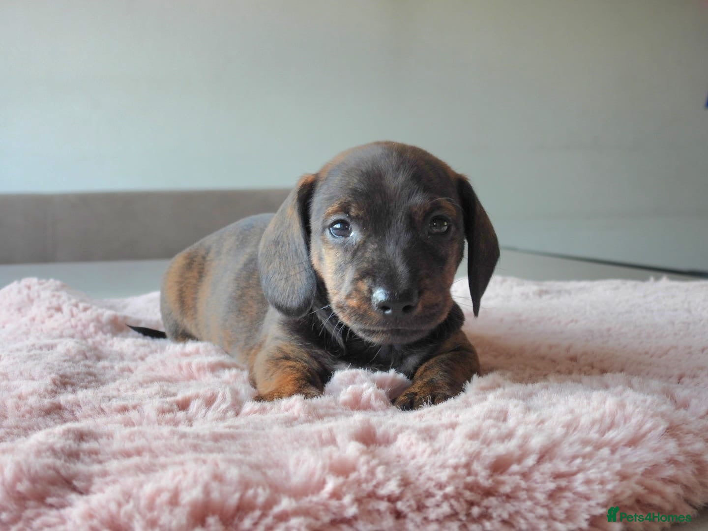 Miniature Dachshund dogs Beautiful pedigree KC miniature dachshund puppies  - Advert 15