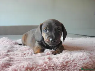 Miniature Dachshund dogs Beautiful pedigree KC miniature dachshund puppies - Advert 15