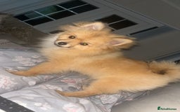 Pomeranian dogs for stud: Handsome Pomeranian for stud  - Advert 2