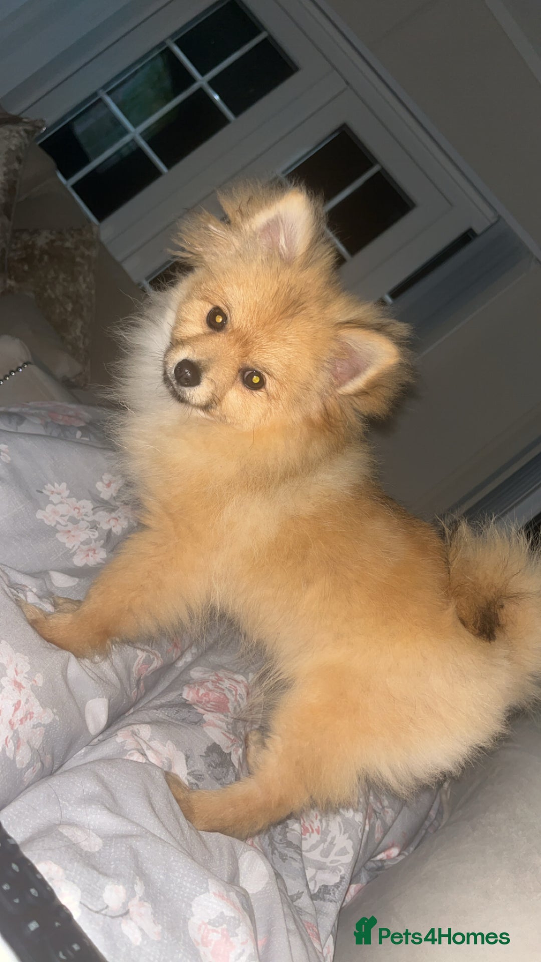 Pomeranian dogs for stud: Handsome Pomeranian for stud  - Advert 2