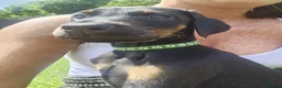 Dobermann dogs for sale: ☆☆Ready to leave Today  Black Doberman Puppies☆☆ - Advert 26
