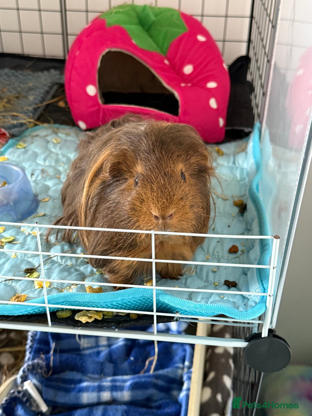 Guinea Pig rodents for sale: Male guinea pig for sale  - Image 2