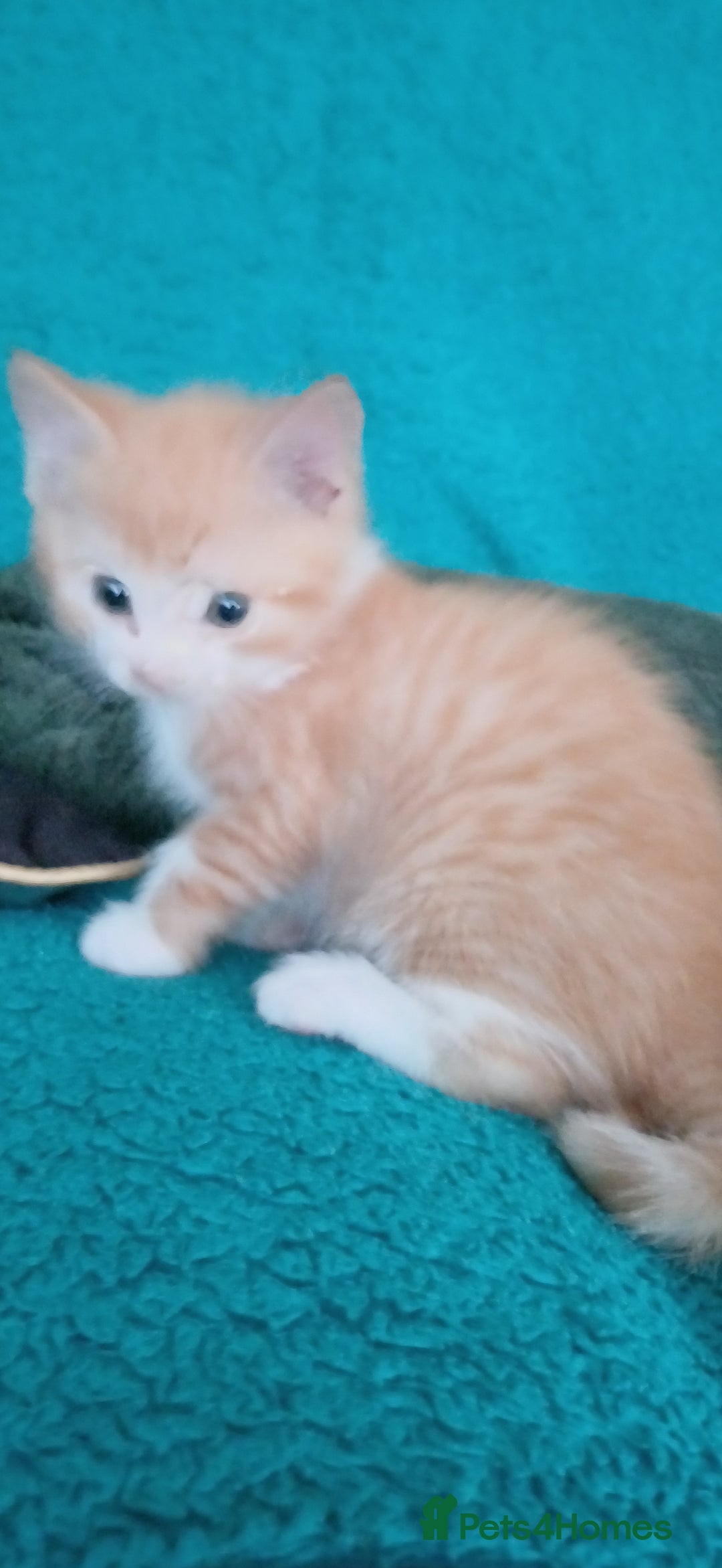 Mixed Breed cats for sale: Kittens ready for homes - Image 6