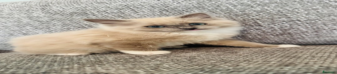 Ragdoll Kitten 1