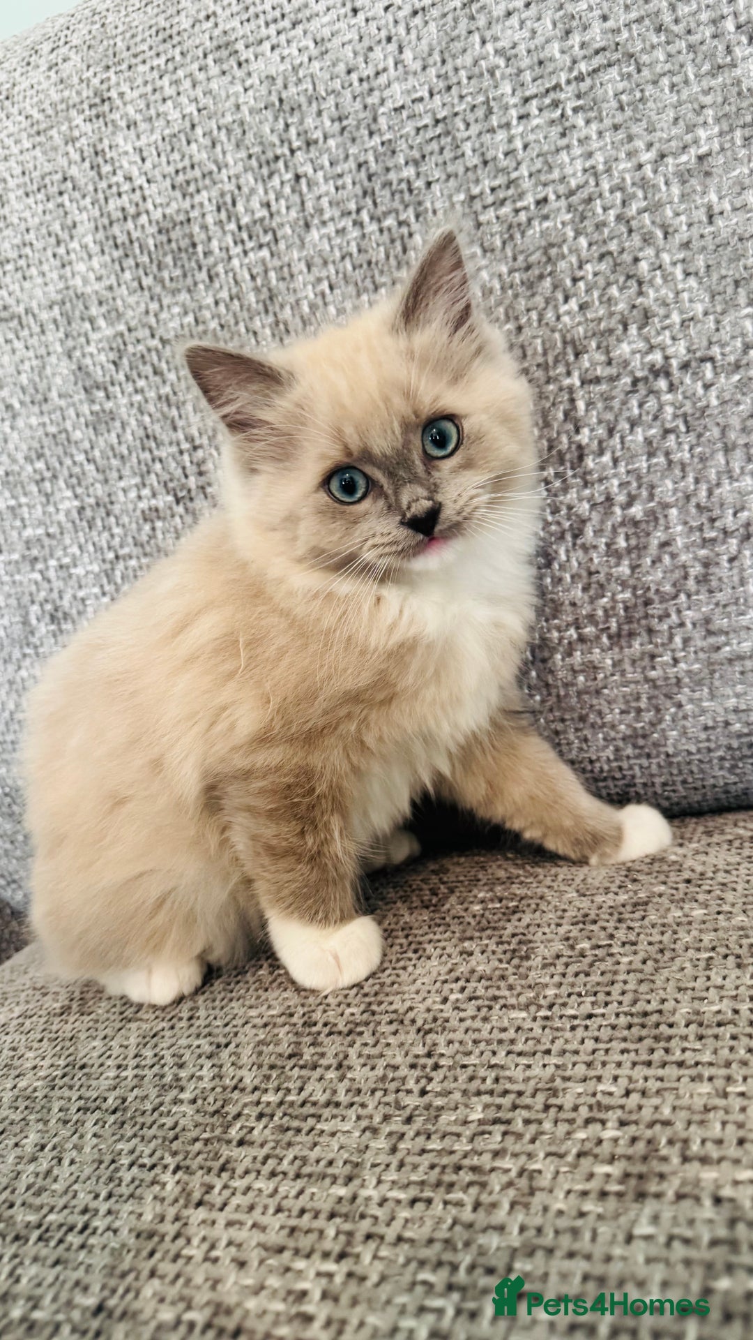Ragdoll cats for sale: 2 Mink & 1 Blue Point Fluffy Babies  - Image 6