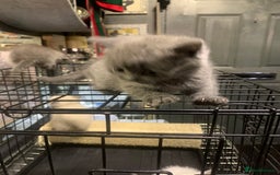 Ragdoll cats for sale: Ragdoll x British shorthair  - Image 7