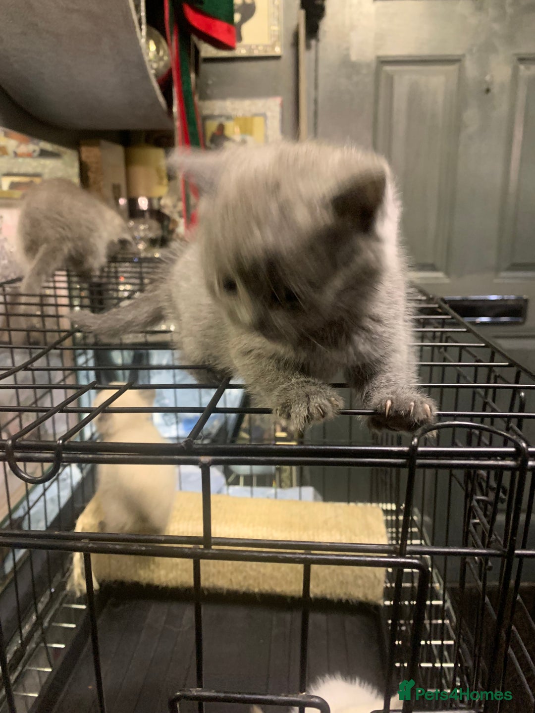 Ragdoll cats for sale: Ragdoll x British shorthair  - Image 7