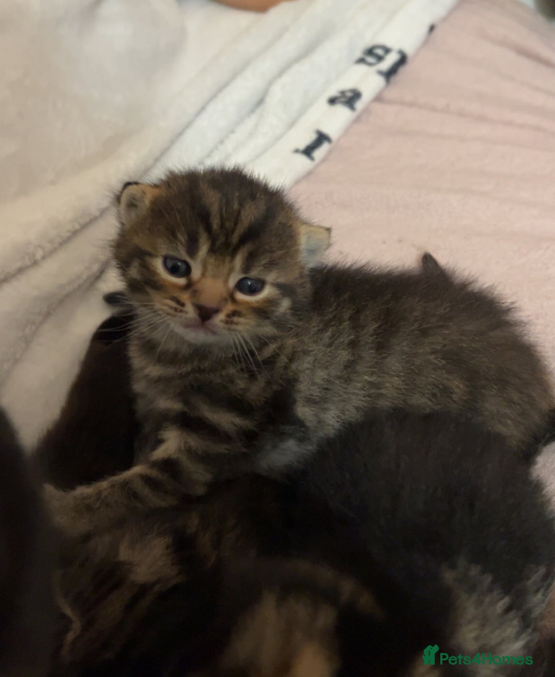 British Shorthair cats for sale: British shorthair, Russian blue and Persian mix   - Image 6