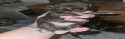 Mixed Breed cats for sale: Last little black and white boy  - Advert 5