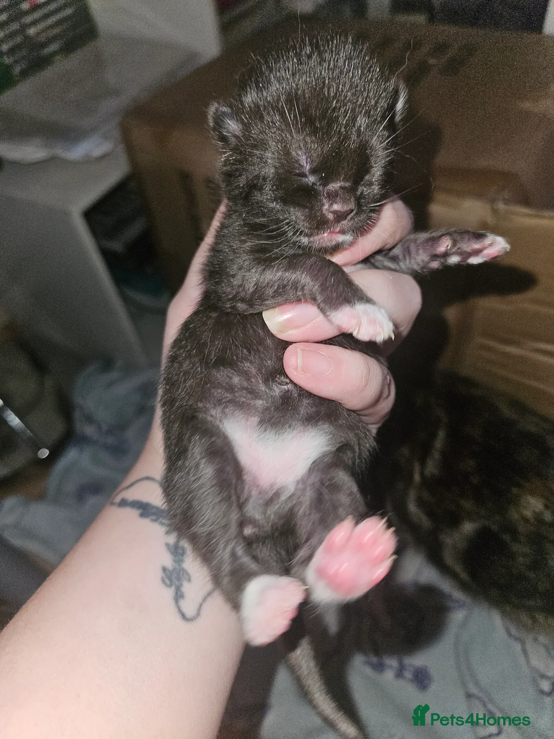 Mixed Breed cats for sale: Last little black and white boy  - Advert 5