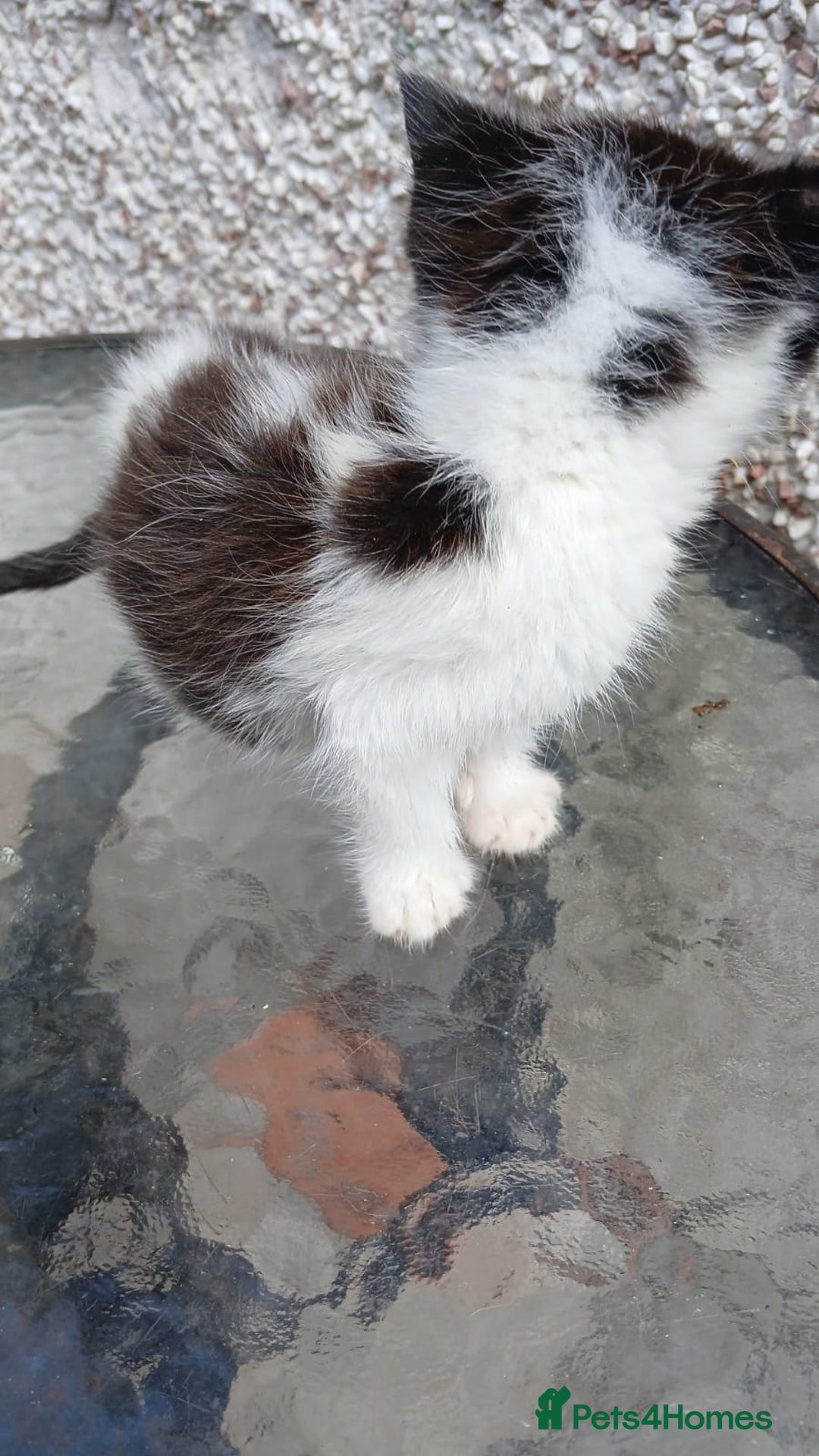 Mixed Breed cats for sale: Fluffy kittens - Image 2