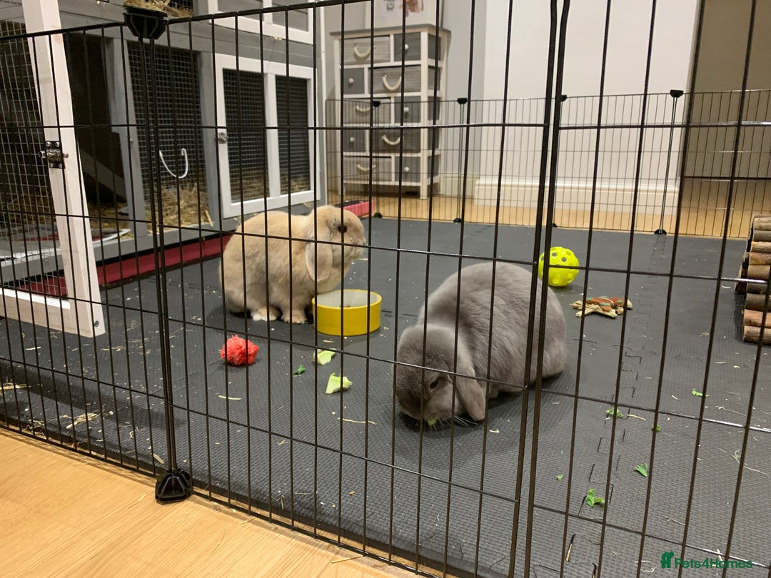Mini Lop rabbits for sale: Super cute lop rabbits - twin girls - Image 3