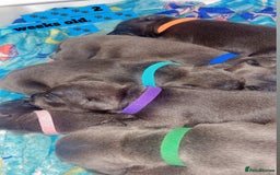 Staffordshire Bull Terrier dogs for sale: Beautiful blue staff puppies  - Image 1