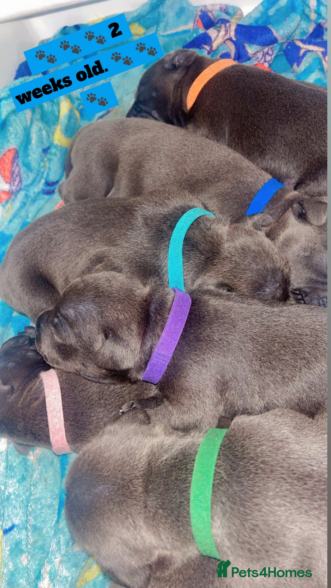 Staffordshire Bull Terrier dogs for sale: Beautiful blue staff puppies  - Image 1