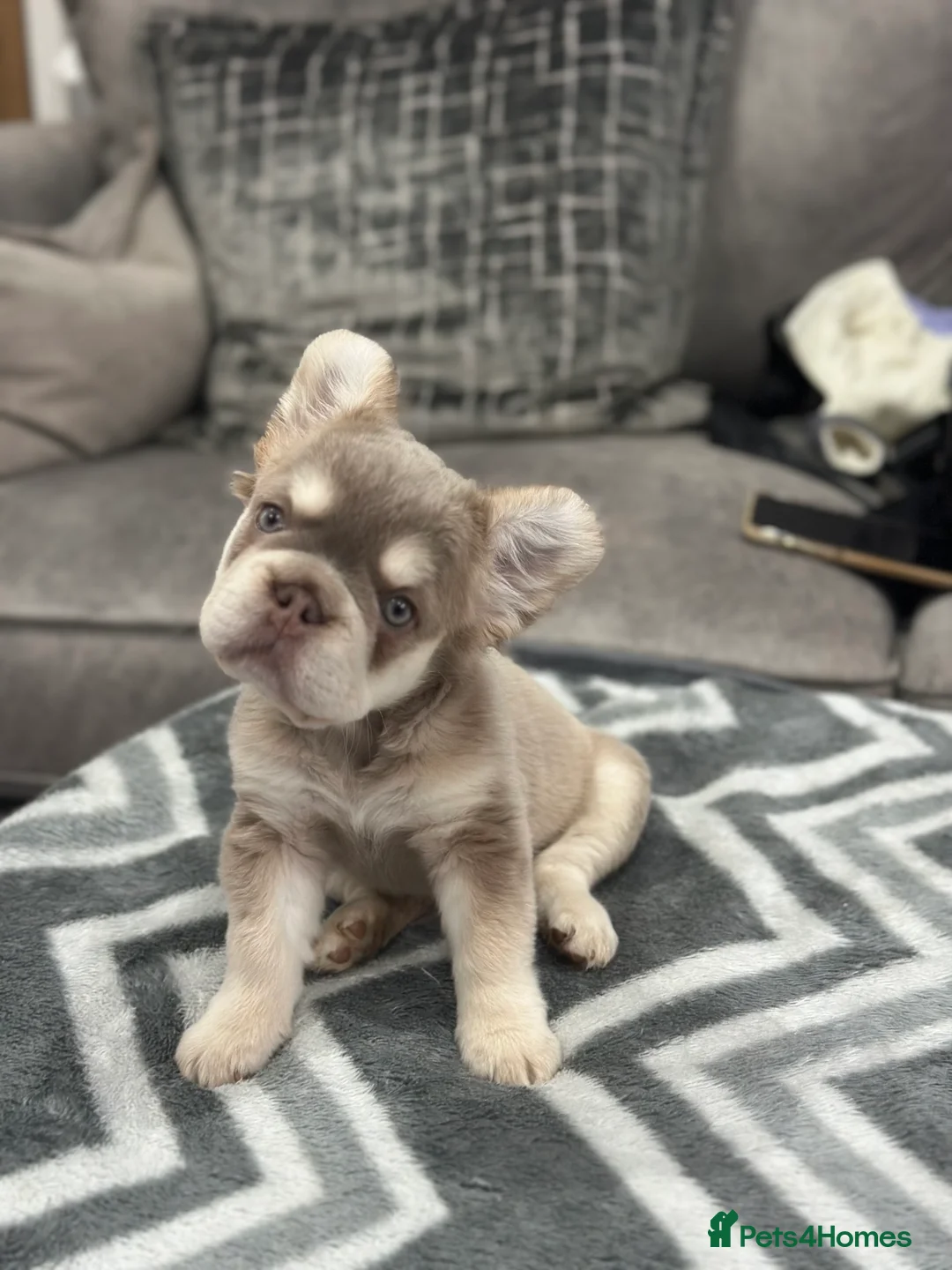 French Bulldog dogs for sale: French bulldogs  - Advert 17