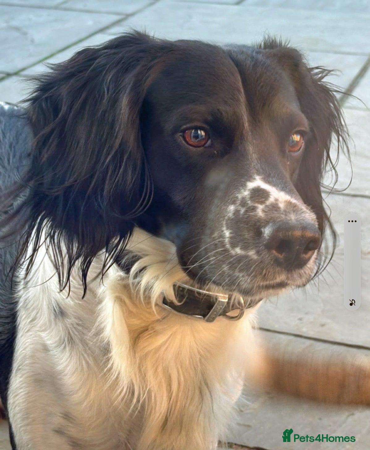 English Springer Spaniel dogs Friendly boy Patch wants a new loving home - Advert 2