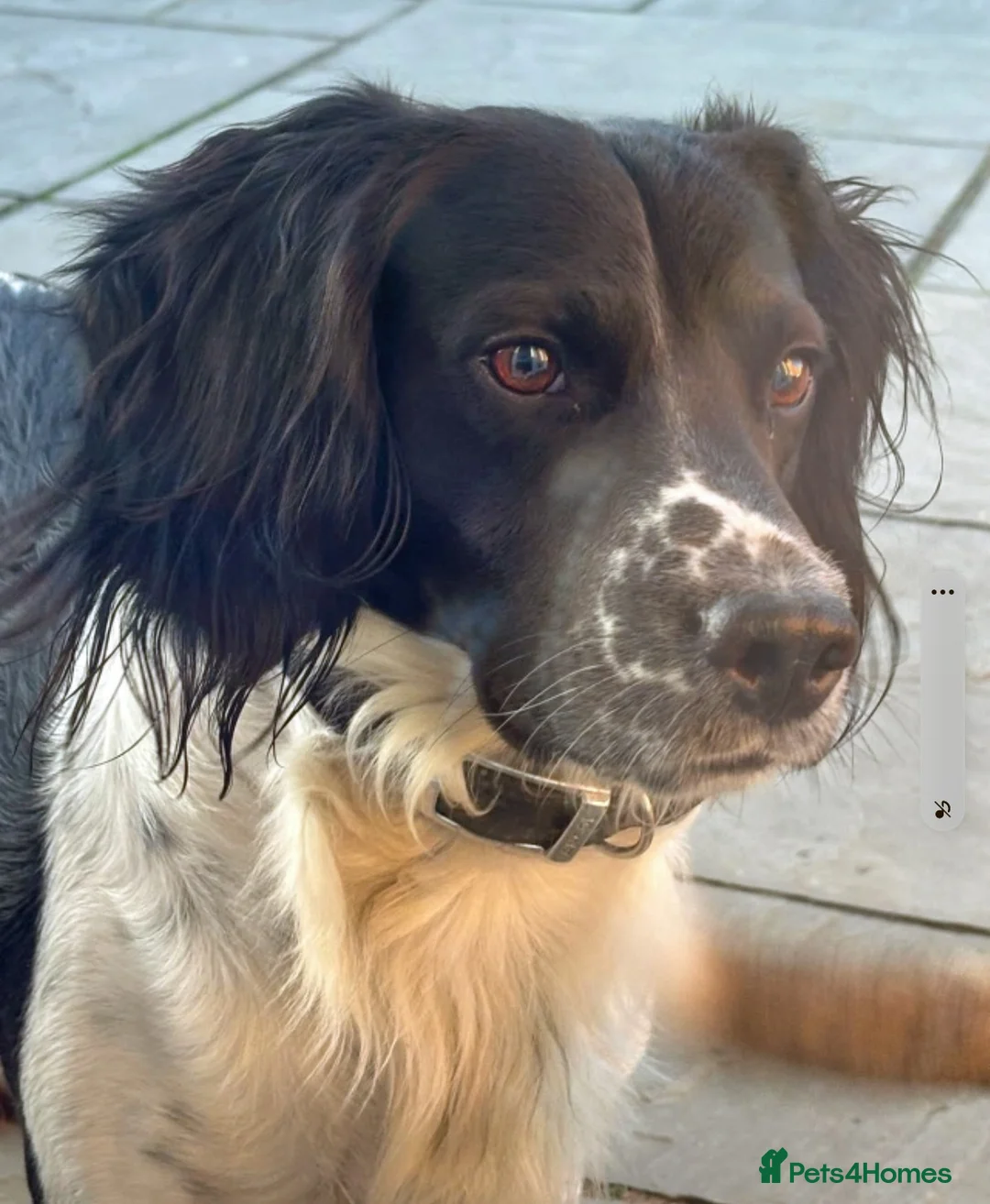 English Springer Spaniel dogs for adoption: Friendly boy Patch wants a new loving home - Advert 1