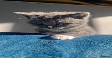 British Shorthair cats - Advert 2