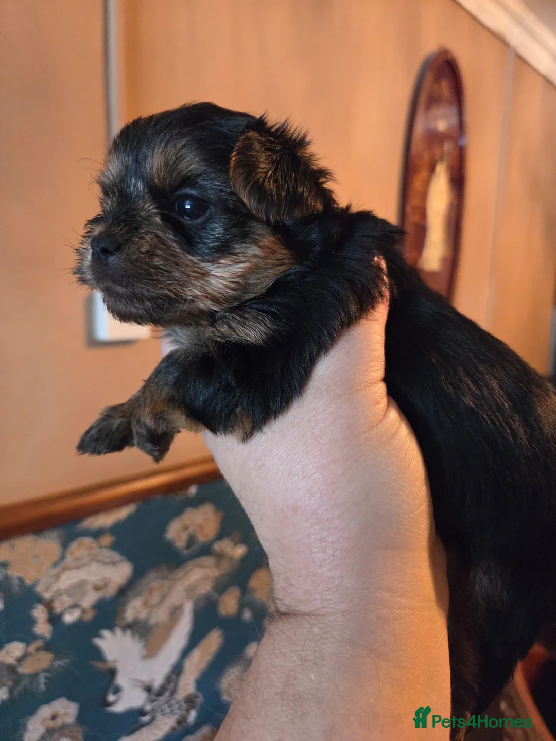 Yorkshire Terrier dogs for sale: Cute Yorkshire Terrier Babies 1 Boy 1 Girl - Advert 2