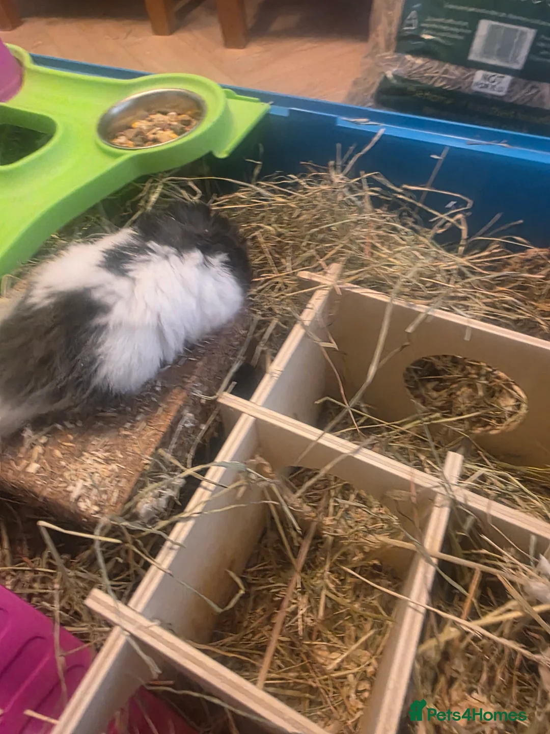 Hamster rodents for sale: Hamster with cages and accessories  - Advert 2