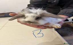 Lionhead rabbits for sale: Lionhead x lop ear - Image 1