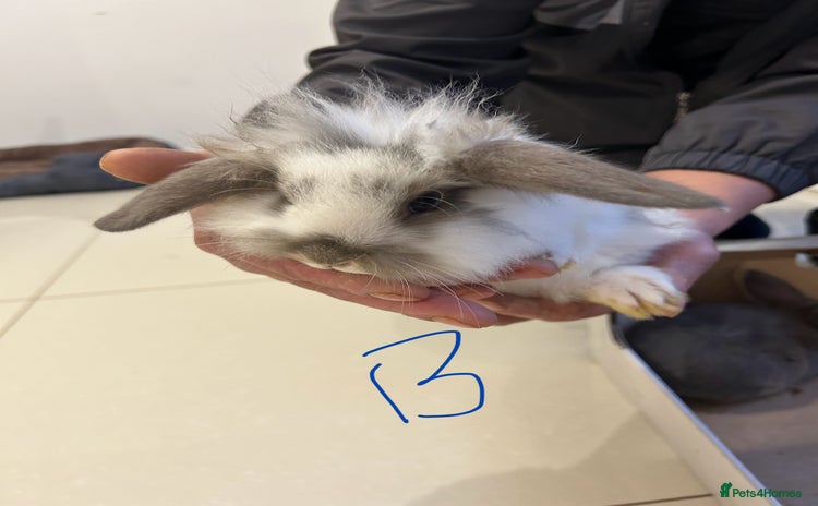 Lionhead rabbits - Advert 14